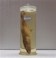 藏品(臺灣馬加鰆)的圖片